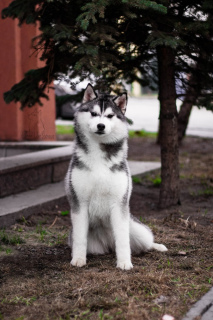 Photo №1. husky de sibérie - à vendre en ville de Kopeisk | 429€ | Annonce №2220