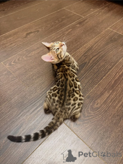 Photo №2 de l'annonce № 171199 de la vente bengal - acheter à Suisse éleveur