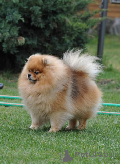 Photo №3. Chiot Pomeranian Spitz LKD / FCI. L'Autriche