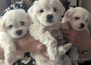 Photo №1. bichon maltais - à vendre en ville de Bonn | 450€ | Annonce №149688