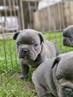 Photo №3. Bouledogue français de couleur bleue. Biélorussie