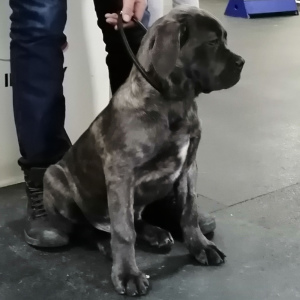 Photos supplémentaires: Cane Corso Italien