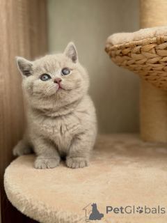 Photo №3. Adorable ours en peluche chaton British Shorthair lilas avec de superbes yeux. Allemagne