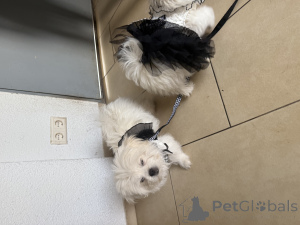 Photo №4. Je vais vendre spitz allemand en ville de Zweibrücken.  - prix - négocié