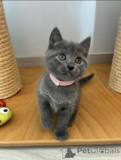 Photo №2 de l'annonce № 174028 de la vente chartreux - acheter à Belgique 