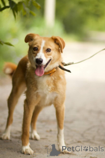 Photo №3. Le chien Asya cherche une maison!. Fédération de Russie