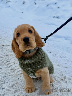 Photo №1. cocker spaniel anglais - à vendre en ville de Berlin | négocié | Annonce №163761