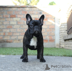 Photos supplémentaires: Chiots bouledogue français