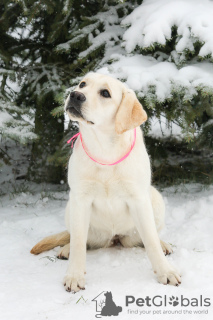 Photo №3. Chiots labrador retriever. Fédération de Russie