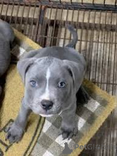 Photo №2 de l'annonce № 165972 de la vente staffordshire bull terrier - acheter à Portugal annonce privée, éleveur