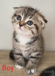 Photo №4. Je vais vendre scottish fold en ville de Rotorua. éleveur - prix - 420€