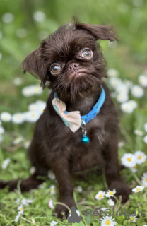 Photo №3. Brussel Griffon Chocolate. Serbie