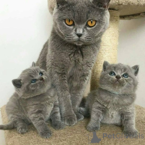Photo №1. british shorthair - à vendre en ville de Munich | 400€ | Annonce № 166424