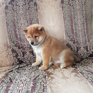 Photo №1. shiba - à vendre en ville de Москва | 738€ | Annonce №4707