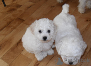 Photo №1. bichon à poil frisé - à vendre en ville de Zürich | négocié | Annonce №158340