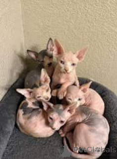 Photo №1. sphynx - à vendre en ville de Anvers | 500€ | Annonce № 172708