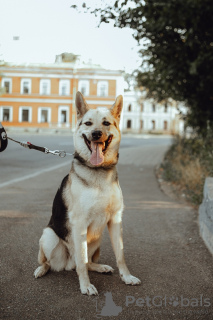 Photo №1. chien bâtard - à vendre en ville de Saint-Pétersbourg | Gratuit | Annonce №5172
