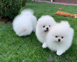 Photo №1. spitz nain - à vendre en ville de Lisbonne | négocié | Annonce №126857