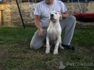 Photo №3. Dogo argentino femelle de 5 mois à vendre. Serbie