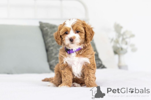 Photo №1. labradoodle - à vendre en ville de Basel | négocié | Annonce №155594