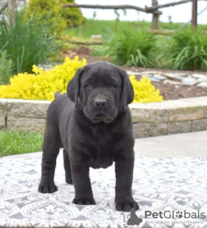 Photo №3. Chiots Labrador Retriever. La Grande-Bretagne