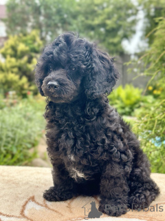 Photo №1. caniche (nain) - à vendre en ville de Minsk | négocié | Annonce №170409