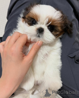 Photo №1. shih tzu - à vendre en ville de Delmenhorst | négocié | Annonce №173337