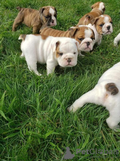 Photo №1. bulldog anglais - à vendre en ville de Антверпен | 300€ | Annonce №120196