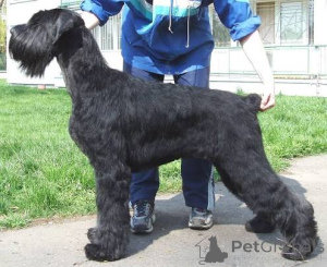 Photo №3. Chiots Schnauzer Géant calmes et détendus. Allemagne
