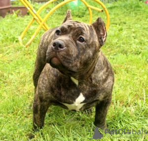 Photo №4. Je vais vendre american bully en ville de Lipetsk. annonce privée - prix - négocié