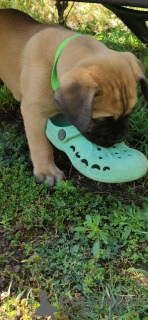 Photos supplémentaires: Chiots Bullmastiff