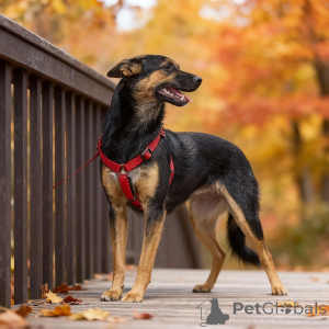 Photo №2 de l'annonce № 156933 de la vente chien bâtard - acheter à Fédération de Russie annonce privée