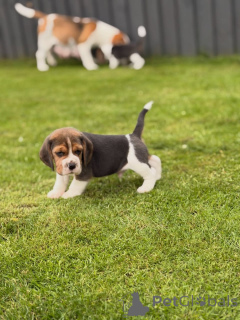 Photo №3. Entzückende Beagle-Welpen suchen ein liebevolles Zuhause!. Allemagne