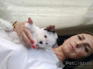 Photo №2 de l'annonce № 56356 de la vente biewer yorkshire terrier - acheter à Turquie éleveur