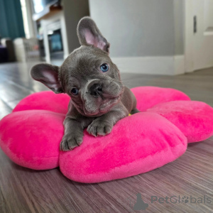 Photo №1. bouledogue - à vendre en ville de Strasbourg | négocié | Annonce №163616