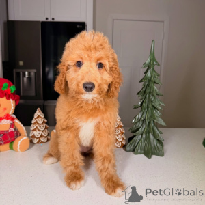 Photo №3. Bentley charmante, intelligente et pleine d'amour ! Ce garçon heureux est la. La finlande