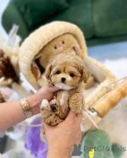 Photo №2 de l'annonce № 138055 de la vente caniche (jouet) - acheter à Espagne éleveur