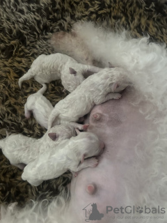 Photo №3. Chiots Bichon Frise enregistrés Kc. USA