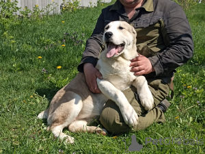 Photo №3. Chiots de SAO Alabai. L'Egypte