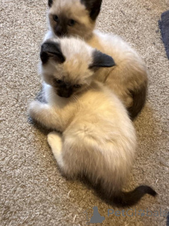 Photo №1. siamois - à vendre en ville de Troupeau | 350€ | Annonce № 148375