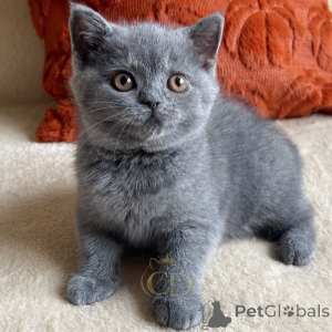Photo №2 de l'annonce № 177435 de la vente british shorthair - acheter à Allemagne éleveur