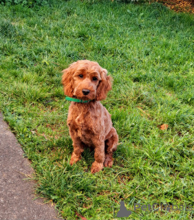 Photo №1. kavapoun - à vendre en ville de Донегол | 500€ | Annonce №138589