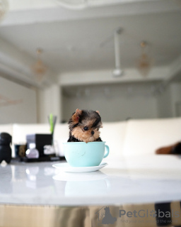 Photo №2 de l'annonce № 131040 de la vente  - acheter à Allemagne annonce privée