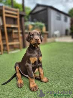 Photo №1. dobermann - à vendre en ville de Gheant | 1190€ | Annonce №167115