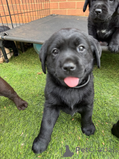 Photo №3. Chiots de laboratoire noirs mignons, compagnons intelligents et aimants. Danemark