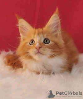 Photo №1. maine coon - à vendre en ville de Gijón | 350€ | Annonce № 121783