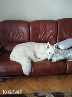 Photo №2 de l'annonce № 106388 de la vente berger blanc suisse - acheter à Pologne éleveur