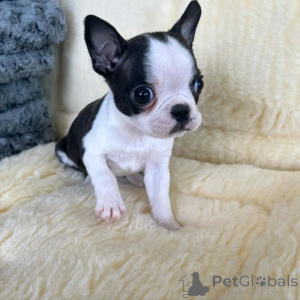 Photo №3. Französische Bulldogge Welpen Zur adoption. Allemagne