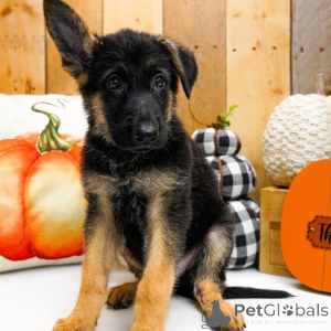 Photo №4. Je vais vendre berger allemand en ville de Houes. annonce privée - prix - 775€