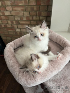 Photo №1. ragdoll - à vendre en ville de Cologne | Gratuit | Annonce № 105376